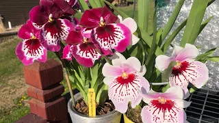 Как выращивать мильтониопсис . Уход за орхидеей.Такое пышное цветение у меня первый раз! ❤️😁🌺