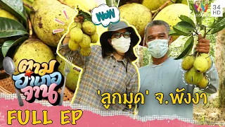 'ลูกมุด' ผลไม้แดนใต้ จ.พังงา | ตามอำเภอจาน | 7 พ.ค.65 Full EP