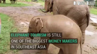 Phajaan Breaking The Spirit Of The Elephant - Elephant Tourism Cruelty - Wildlife Tourism