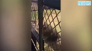 Aslan adama saldırdı - Aslan saldırısı - Güney Afrika