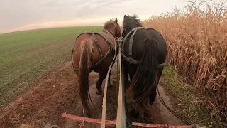 ПЕРШИЙ ДАЛЬНЯК БАРОНЕСИ/КОНІ ВАГОВОЗИ/ КОНІ В УКРАЇНІ