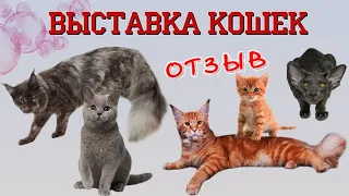 выставка кошек в Новосибирске