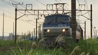 EF66 100番台 貨物列車 初秋の東海道線 高速通過/Japan Railway/Japan Train