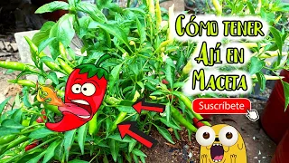 👨‍🌾Cómo Cultivar AJÍ PICANTE 🌶en MACETA y en CASA de manera RÁPIDA y SENCILLA | 100%EFECTIVO | 😁