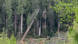 Ancient Giant Logged in the Nahmint Valley