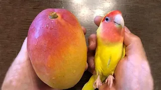Smart And Funny Parrots Compilation🐦 Funny Parrot Video 😂