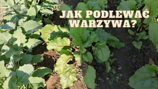 Jak podlewać warzywa?