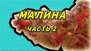 Малина. Выращиваем для реализации. Часть 2