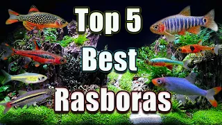 The Top 5 Best Rasboras in The WORLD!
