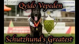 Schutzhunds Greatest Dogs *Qvido Vepeden* WUSV 2018 Champion