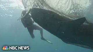 Watch: Divers rescue five whale sharks trapped in fishing nets