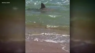 Shark spotted feet away from NC shore