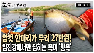 한국에서 가장 비싼 복어 '황복'! 임진강 어부조차 일 년에 딱 한 달만 잡을 수 있다는 귀한 어종. 경계의 땅 '파주' (KBS 20130601 방송)