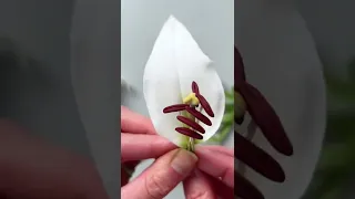 Making a White Asiatic Lily 🤍