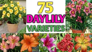 75 Daylily Flower Varieties | Best Daylily Flower Plants | Plant and Planting