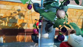 Growing eggplants with a vertical hydroponic system using paint bucket || hydroponic farming