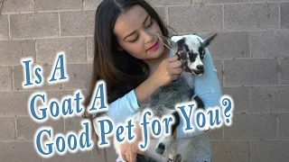 Goats As Pets | Everything you need to know to get a goat