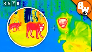 CRAZY! Coyote Catches THERMAL WOLVES!