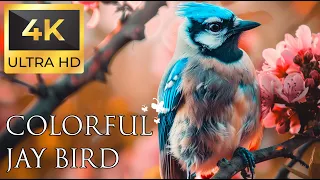 Birds 4K VIDEO UHD - Jay Sound - Relaxing Music | Relaxing Safari