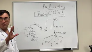 Bell’s palsy and CN VII anatomy