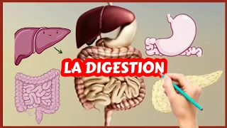 L'appareil digestif et la digestion (Physiologie)