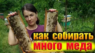 Как получить много меда, медосбор с подсолнуха, Акации, Липы. Вспомогательные семьи пчел