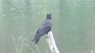 P0047　Oita River　BIBI on a Perch (Wild Carrion Crow)