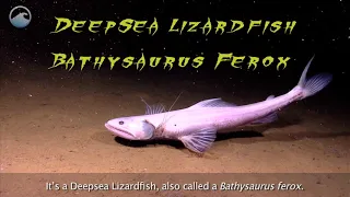 Deep Sea Creature:  Deep Sea Lizard Fish (Bathysaurus Ferox)