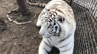 Чистюля белый тигр Раджа! Тайган Clean white tiger Raja! Taigan