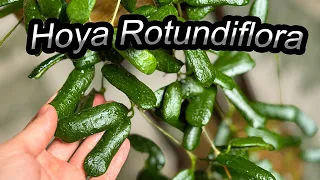 Hoya Rotundoflora