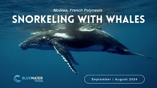 Snorkeling with Whales in Moorea, French Polynesia