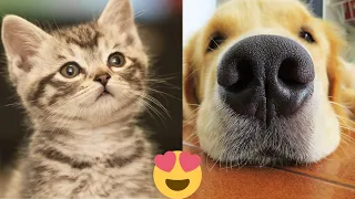 Funniest Cats and Dogs Videos 😺🐶Animals 2023 😂  #174