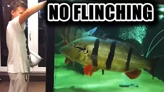 NO FLINCHING! Predator fish edition!