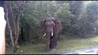 wild elephant, khao yai national park