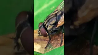 насекомые в макро объективе #animals #shortvideo #macro