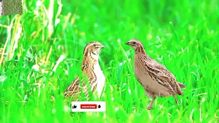 Batair mp3 Spashall awaz l Batair sound l Quail singing batair l Batair 2023 video viral l birds.