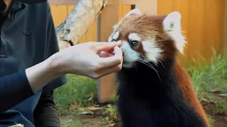 【2021/8/11】八景島シーパラダイスのコキンちゃん(♀)⇒Red Panda "Kokin"-Yokohama Hakkeijima(In Aug of 2021)