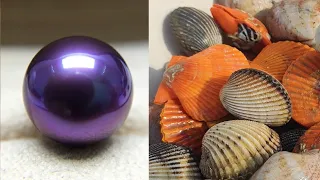 So lucky! I found huge purple monster pearls in Pacific scallops