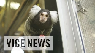 Training Monkeys for Experimental Use (Extra Scene from 'Inside The Monkey Lab')