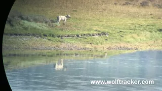 Yellowstone's White Wolves - The Wapiti Alpha Female