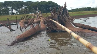 Pescaria de tucunare gigante no bambu e porquinho os monstros estão de volta Rio thomaizao