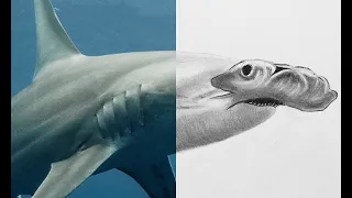 How to Draw a Hammerhead Shark | Step by Step Tutorial