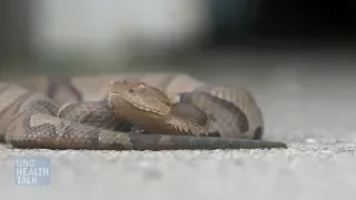 A Venomous Snake Just Bit You! Now What?