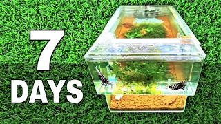 Step-by-Step Guide to Restarting Your Softwater Shrimp Aquarium with a Breeder Box