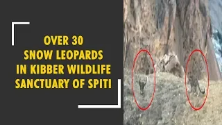 More than 30 Snow Leopards seen in Spiti Valley