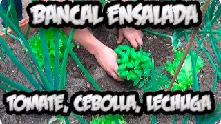 Bancal Ensalada Tomate Cebolla Lechuga Asociacion De Cultivo || La Huertina De Toni