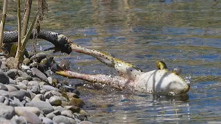 He Eats Venomous Frog and Quickly Pays His Life