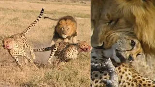 Lion kills and eats Cheetah head, Amazing Animal Attack, wild animals