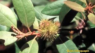 Edible Wild Plants 2 of 10