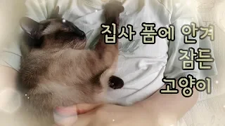 [asmr]집사를 꼭 안고 잠든 고양이랑 비오는 휴일을 보내는 완벽한 방법